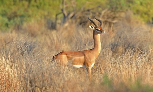 parc-national-de-tsavo-ouest-kenya