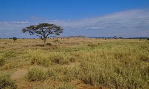 paysage du Serengeti