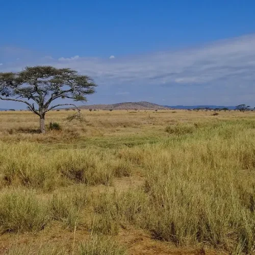 paysage du Serengeti