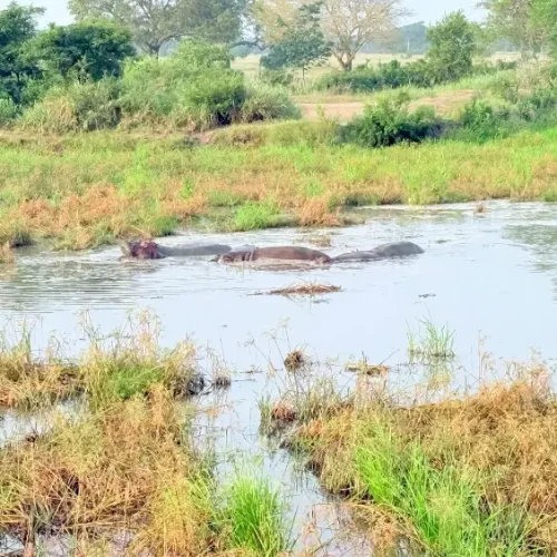 piscine-a-hippopotames-paysage-mikumi