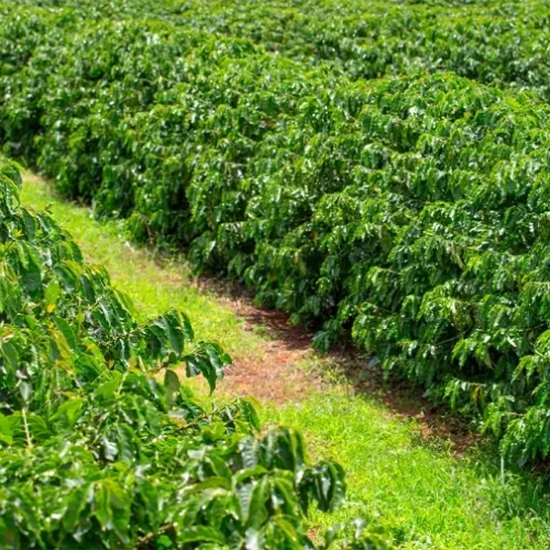plantation de café à karatu