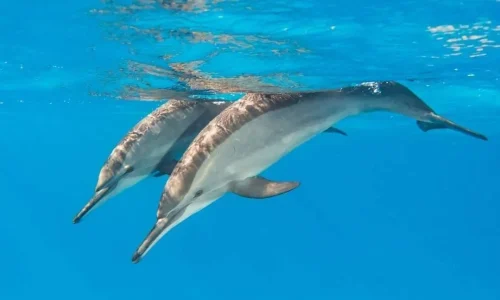 plongée avec tuba au récif corallien de zanzibar