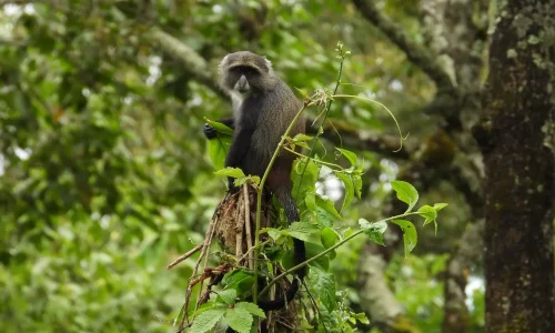 portrait-gros-plan-d-un-singe-colobe-du-parc-national-d-arusha