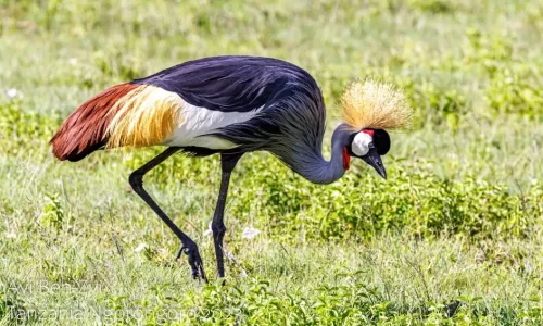 prairies-ngorongoro-tanzanie
