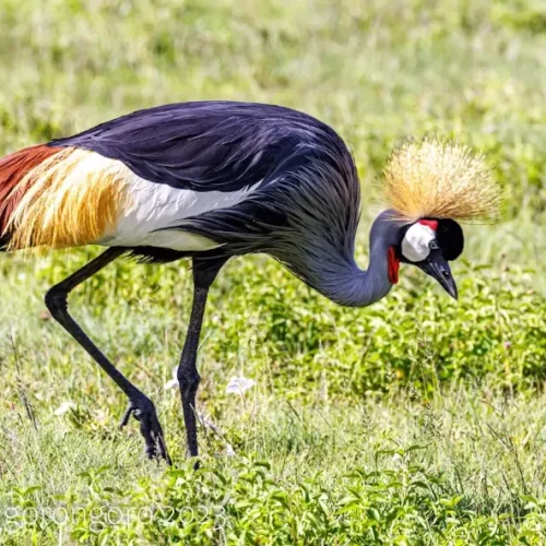 prairies-ngorongoro-tanzanie