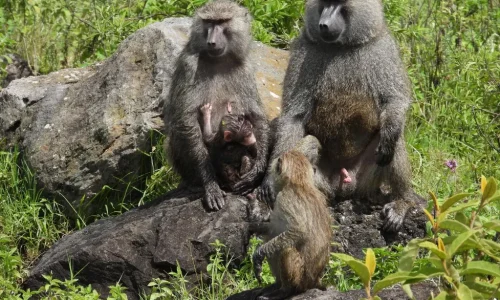 rencontre-entre-touristes-kiwoito-et-babouin