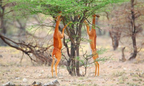 réserve nationale de Samburu