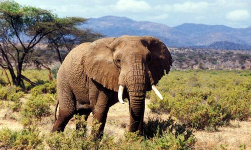 réserve nationale de Samburu