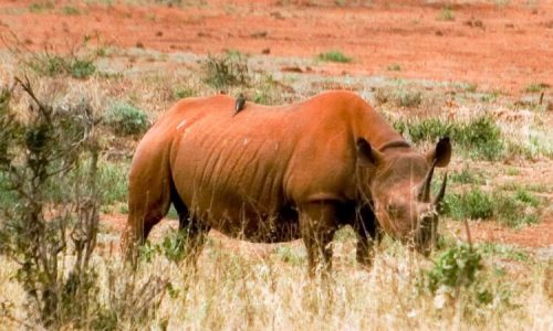 rhinocéros dans le parc national de Tsavo Ouest