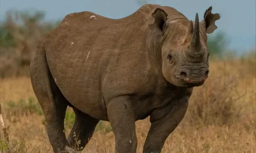 rhinocéros noir dans le parc national du serengeti