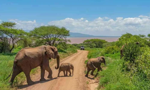 safari-dans-le-parc-national-de-tarangire
