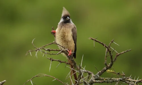 safari-dobservation-des-oiseaux-au-parc-national-darusha-kiwoito