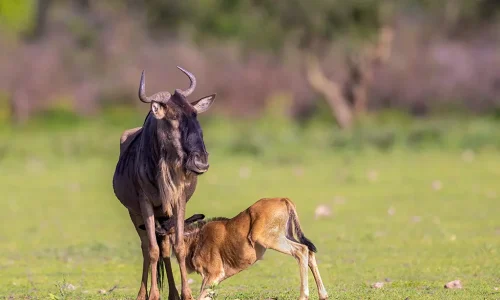 saison-de-mise-bas-dans-la-région-de-ndutu