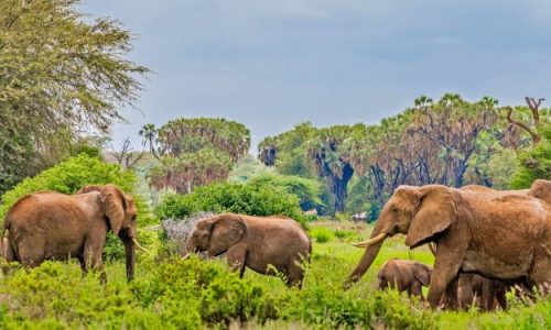 samburu-national-reserve-kenya