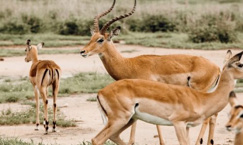 safari animalier de 6 jours en Tanzanie