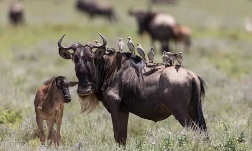 Observation de la faune en Tanzanie pendant la saison des naissances