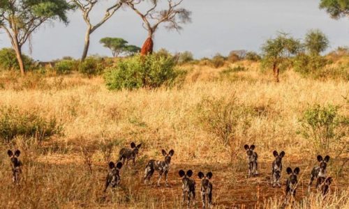 tarangire-national-park.jpg