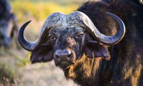 buffles dans le parc national de Tarangire