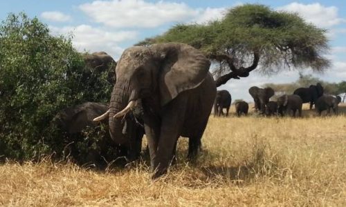 tarangire-real