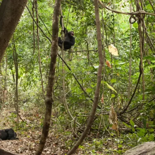 tour-chimpanzes-parc-national-gombe