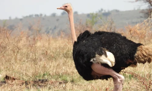 touristes kiwoito observant une autruche dans le parc national de tarangire