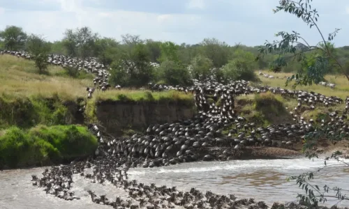 traversée de rivière lors de la grande migration dans le Serengeti