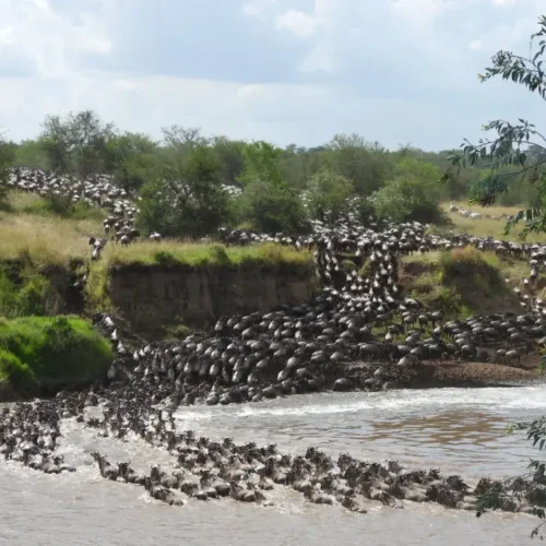 traversée de rivière lors de la grande migration dans le Serengeti
