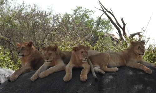 troupe de lions se reposant dans le parc national du serengeti