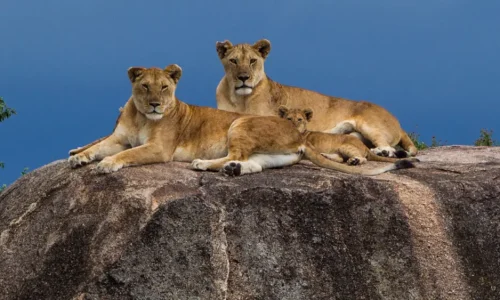 troupe de lions sur des rochers kopjes dans le parc national du serengeti