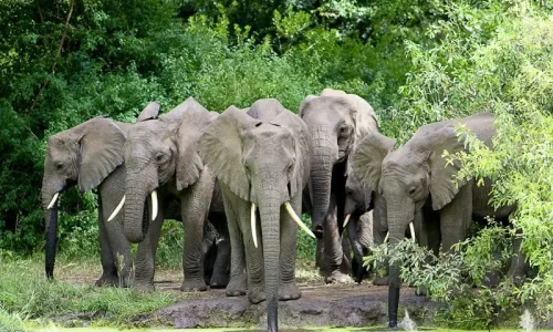 troupeau-d-éléphants-au-parc-national-du-lac-manyara