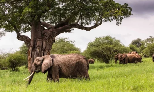 troupeau-d-éléphants-dans-le-parc-national-de-tarangire