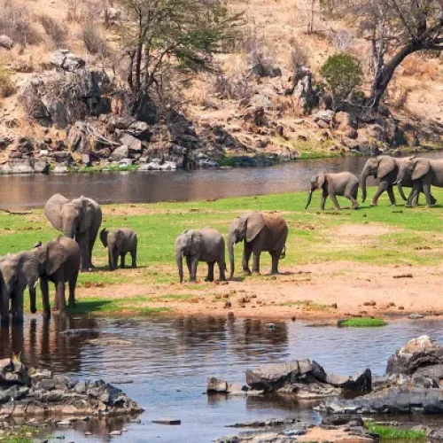 troupeau-d-elephants-parc-national-de-ruaha