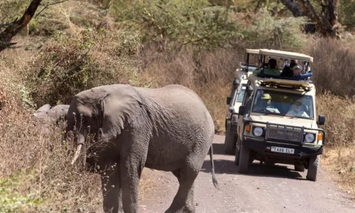 troupeau d éléphants traversant la savane à tarangire