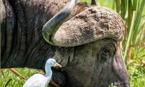 troupeau-de-buffles-sur-le-fond-du-cratère-du-ngorongoro