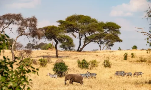 troupeau de zèbres à Tarangire, Tanzanie