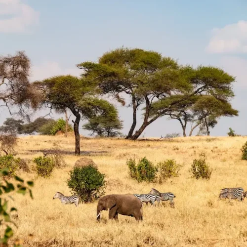 troupeau de zèbres à Tarangire, Tanzanie