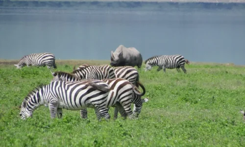 troupeau-de-zèbres-dans-le-cratère-du-ngorongoro