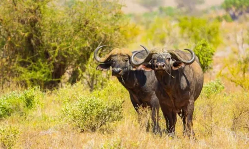tsavo-East-buffaloes-observation