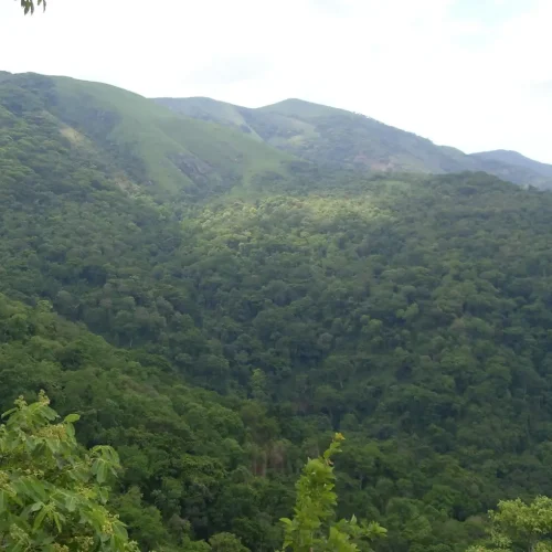 vegetation-parc-national-gombe