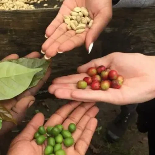 Tour de la plantation de café dans le Parc National d’Arusha