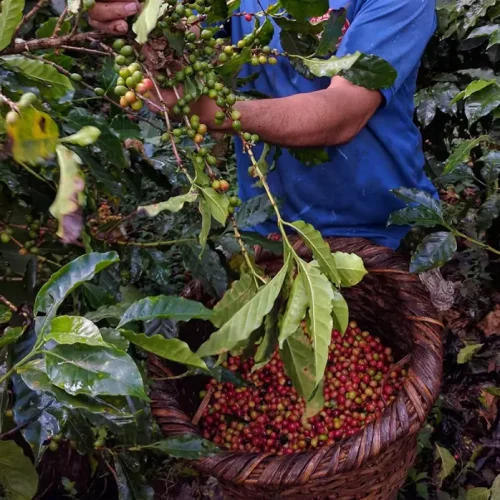visites de café en tanzanie karatu