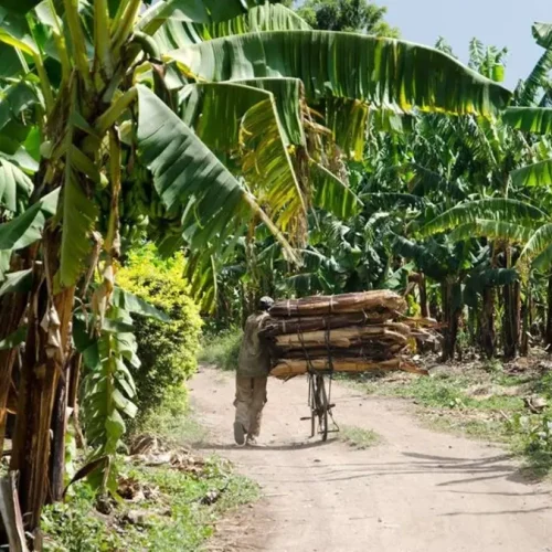 visites-fermes-mto-wa-mbu