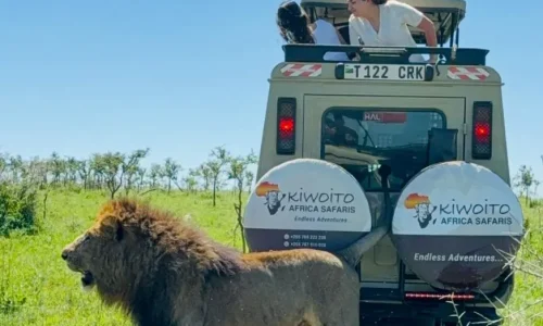 voyageurs observant un lion dans le parc national du serengeti avec kiwoito africa safaris