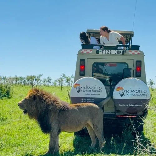 voyageurs observant un lion dans le parc national du serengeti avec kiwoito africa safaris
