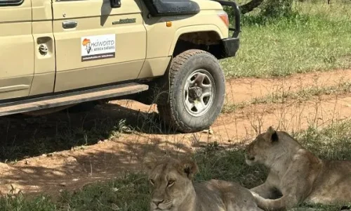 voyageurs observant une troupe de lions se reposant à l’ombre d’un arbre dans le parc national du serengeti (1)