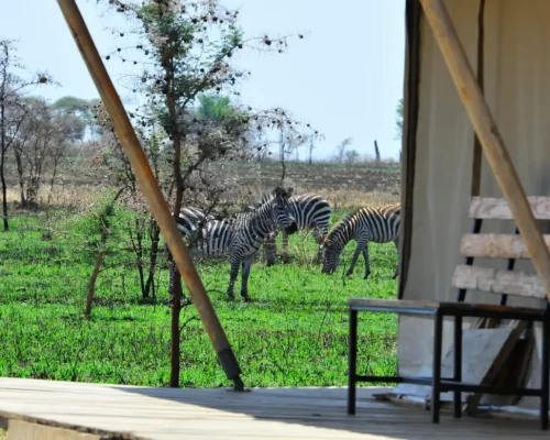 vue extérieure glimpse of africa safari camp