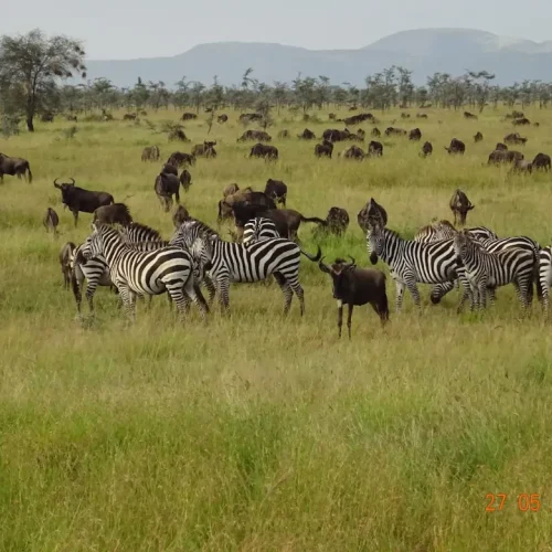 troupeau de zèbres du Serengeti