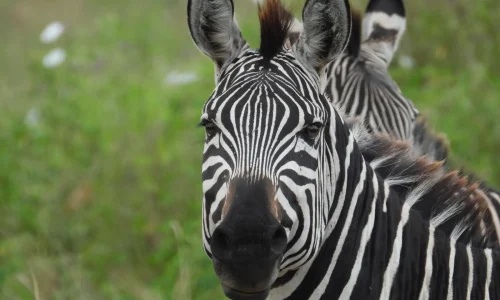 Journée complète dans le parc national d'Arusha, souvent sous-estimé mais d'une richesse remarquable. Situé au pied du mont Meru (4 562 m, deuxième sommet de Tanzanie), le parc mêle forêts de montagne, plaines ouvertes, lacs alcalins (Momella) et le spectaculaire cratère du Ngurdoto. C'est l'un des rares endroits du pays où l'on observe facilement les singes colobes noir et blanc, qui se déplacent en troupes dans la canopée. Vous croiserez aussi girafes massaï, buffles, zèbres, gnous et plus de 400 espèces d'oiseaux dont les flamants roses sur les lacs Momella. Sa petite taille (137 km²) permet une exploration intense sans longs déplacements. Activités optionnelles disponibles : canoë sur les lacs Momella ou marche guidée avec ranger armé, deux expériences impossibles dans les parcs voisins. Repas : petit-déjeuner, déjeuner, dîner Lieu : Parc national d'Arusha