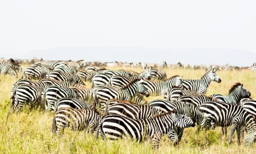 zèbre dans le parc national du serengeti pendant la migration des gnous