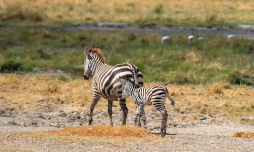 zèbre dans le parc national du serengeti